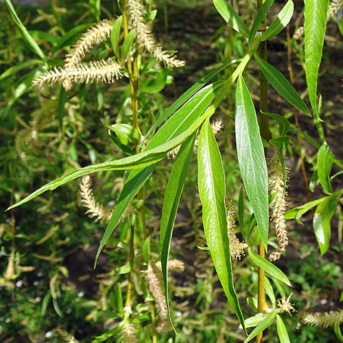 Trauerweide / Salix x sepulcralis